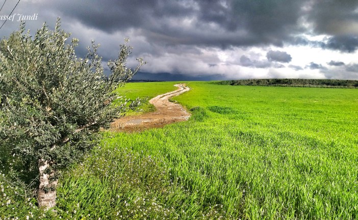 أنـــصـــاريــــة تتهيأ لإستقبال ربيعها